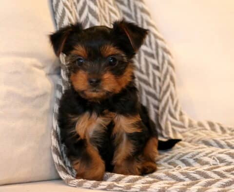 Tiny Yorkie puppy with black and tan coat sitting on a soft gray textured blanket, looking sweet and alert with bright eyes.
