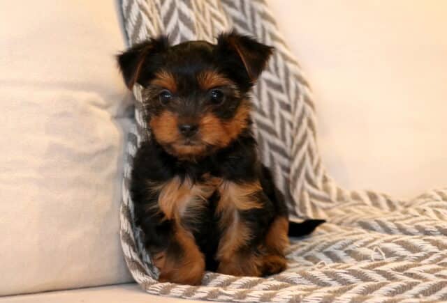 Tiny Yorkie puppy with black and tan coat sitting on a soft gray textured blanket, looking sweet and alert with bright eyes. image