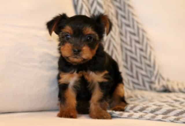 Adorable black and tan Yorkie puppy sitting on a light couch with a cozy patterned throw, looking alert and curious. image