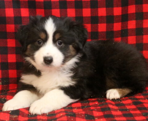 Lucky Mini Aust Shepherd