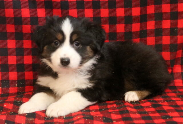 Lucky Mini Aust Shepherd image