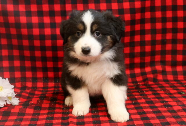 Lucky Mini Aust Shepherd2 image