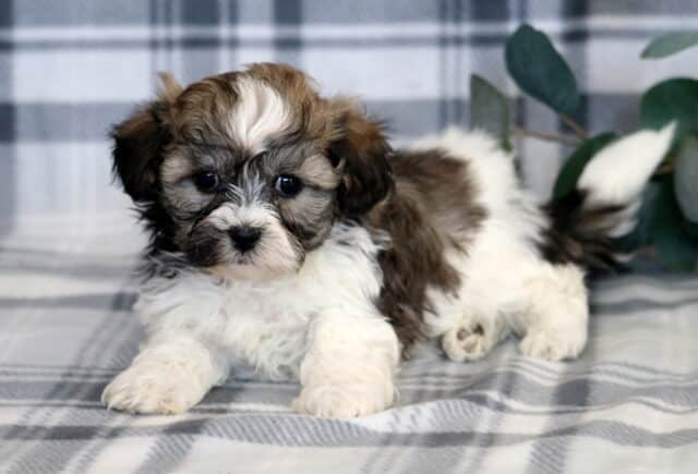 Lucky Shichon2 image