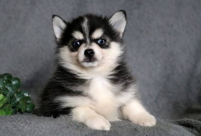 Fluffy Pomsky puppy with a thick black, white, and cream coat, bright blue eyes, and upright ears, sitting on a soft gray blanket with a calm, alert expression. image