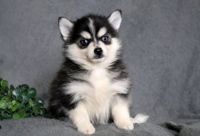 Adorable Pomsky puppy with a fluffy black and white coat, striking blue eyes, and perky ears, sitting upright on a soft gray blanket with a curious expression. image