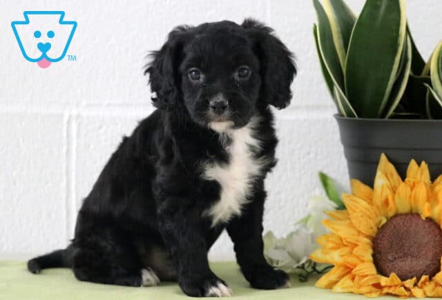 Black Cavapoo puppy with a soft, wavy coat and small white chest marking, sitting alert on a light green blanket beside a sunflower and potted plant against a white studio backdrop. image