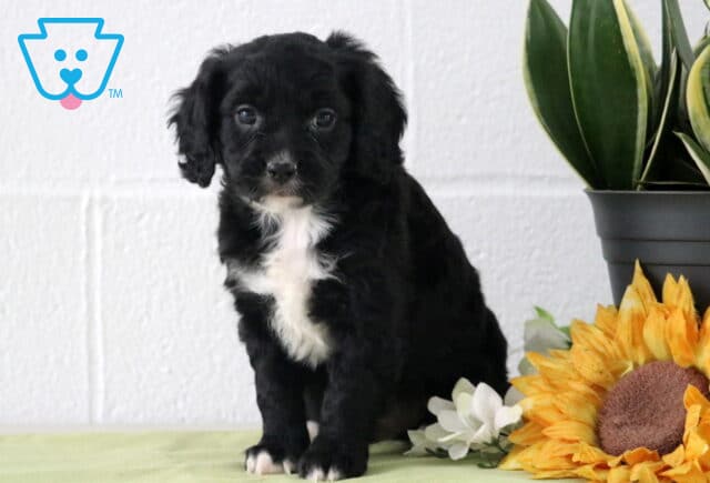 Black Cavapoo puppy with a fluffy coat and bright white chest blaze, sitting calmly on a light green blanket beside a yellow sunflower and white flowers, with a potted plant and white backdrop behind. image