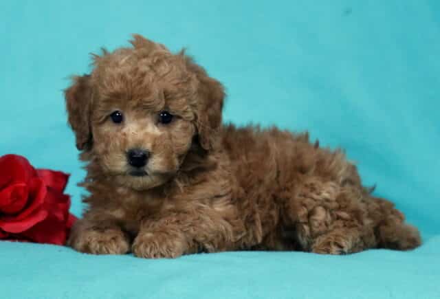 Fluffy apricot Bichpoo puppy lying on a teal backdrop beside a red rose, with a curly coat, dark button eyes, and a calm, sweet expression image