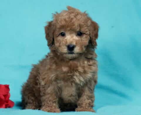 Apricot Bichpoo puppy sitting upright on a teal backdrop next to a red rose, featuring a fluffy curly coat, round dark eyes, and an alert yet gentle expression