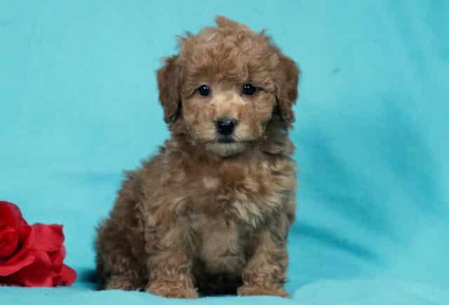 Apricot Bichpoo puppy sitting upright on a teal backdrop next to a red rose, featuring a fluffy curly coat, round dark eyes, and an alert yet gentle expression image