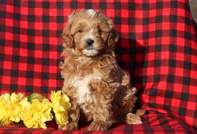 Mini Goldendoodle puppy with a soft apricot curly coat and white chest sitting upright on a red-and-black plaid blanket beside a cluster of bright yellow flowers. image