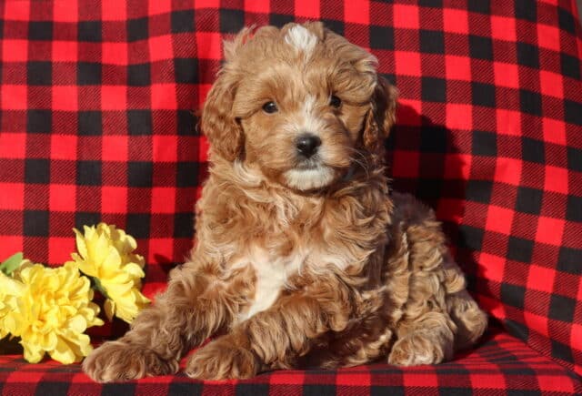Mini Goldendoodle puppy with a fluffy apricot-and-cream curly coat lying on a red and black plaid blanket, posed next to bright yellow flowers and looking directly at the camera. image