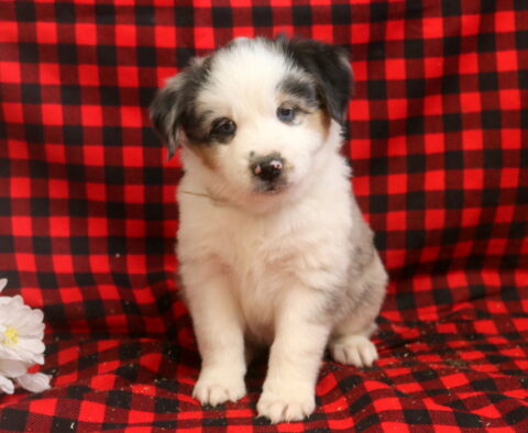 Luther Mini Aust Shepherd