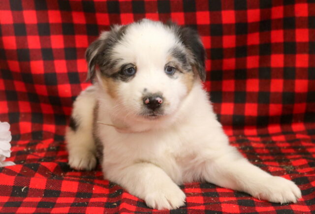 Luther Mini Aust Shepherd2 image