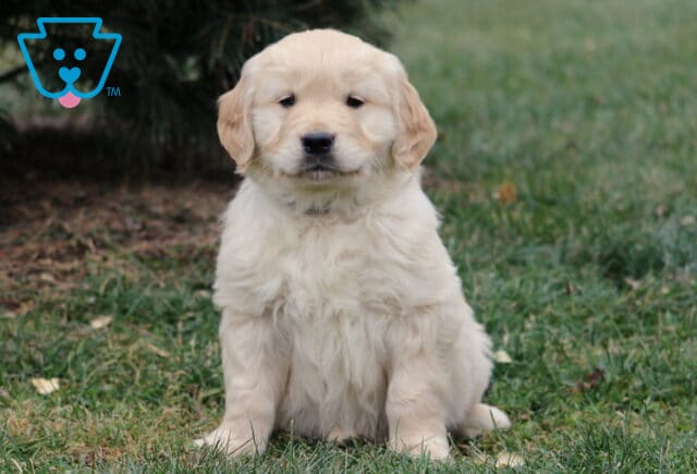 Fluffy light-golden Golden Retriever puppy sitting upright on green grass outdoors, facing the camera with a calm, sweet expression. image