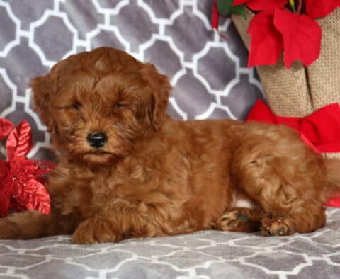 Mac Mini Goldendoodle2