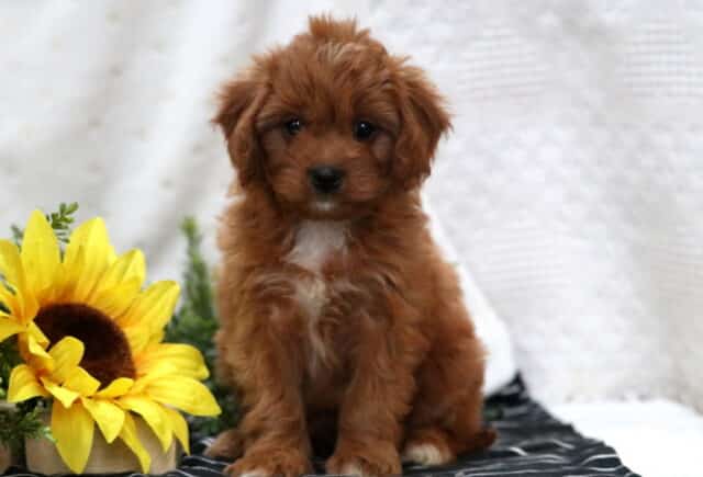 Macy Poodle Mix image