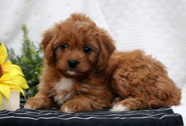 Macy Poodle Mix2 image