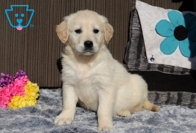 Cream-colored Golden Retriever puppy sitting indoors on a soft blanket beside colorful flowers and a decorative pillow, looking calmly toward the camera. image