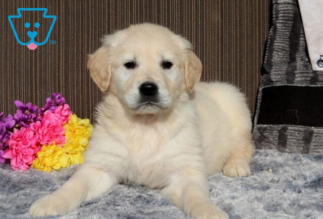 Fluffy light-golden Golden Retriever puppy lying on a soft gray blanket indoors beside bright pink, yellow, and purple flowers, facing the camera with a relaxed expression. image