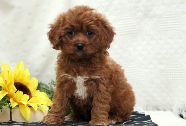 Magenta Poodle Mix image