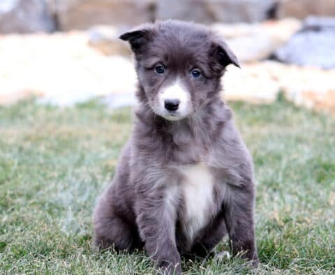 Maggie Border Collie