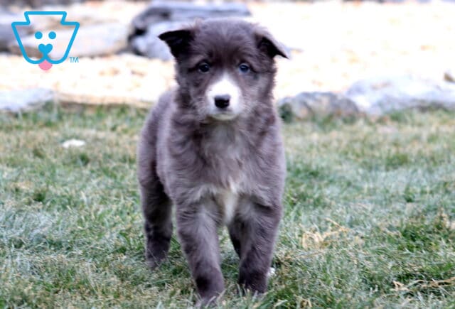 Gray and white Border Collie puppy walking toward the camera on grass, featuring a fluffy coat, white muzzle and chest, soft blue-gray coloring, and a curious, confident expression. image