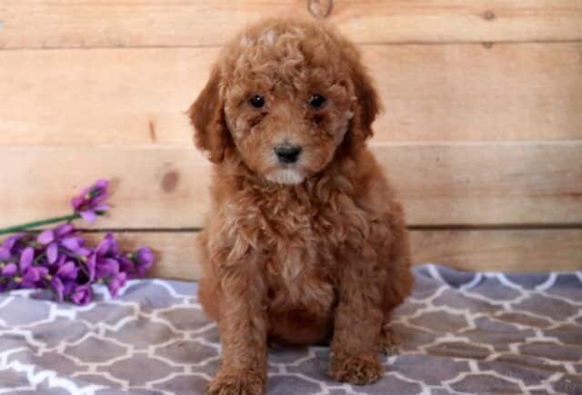 Maggie Cavapoo image