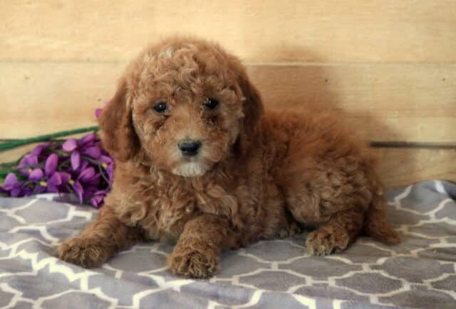 Maggie Cavapoo2 image