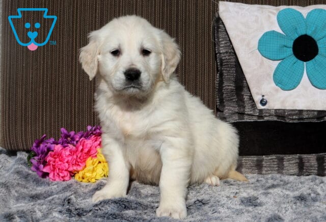 Cream-colored Golden Retriever puppy sitting on a plush gray blanket, looking straight ahead with a gentle expression, posed beside a small bouquet of pink, yellow, and purple flowers with a decorative pillow in the background. image