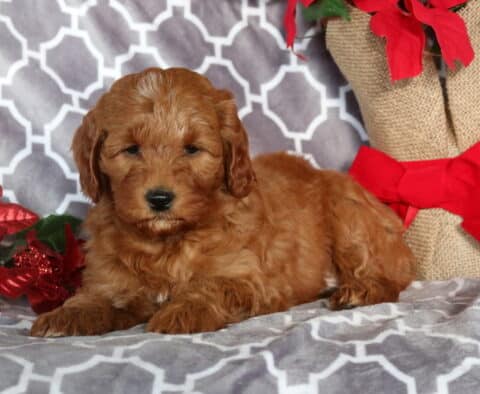 Magic Mini Goldendoodle2
