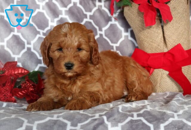 Magic Mini Goldendoodle2 image