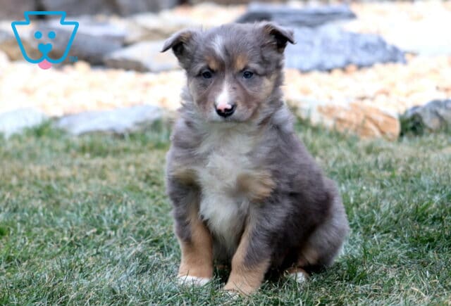 Blue merle Border Collie puppy sitting on grass outdoors, featuring a fluffy gray and white coat with tan accents, white chest, soft facial markings, and a calm, attentive expression. image
