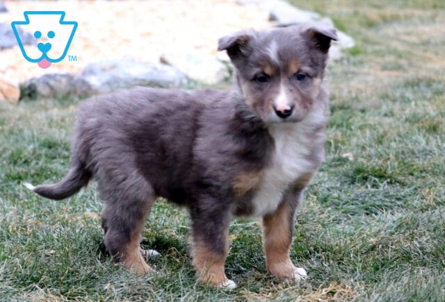 Blue merle Border Collie puppy standing on grass outdoors, featuring a fluffy gray coat with white chest and tan markings on the legs, short tail, and an alert, gentle expression. image