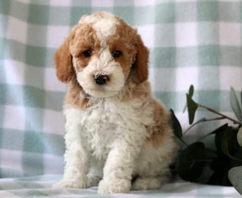 Apricot and white Mini Poodle puppy sitting on a green checkered backdrop with fluffy curly coat and sweet expression, indoor puppy photo