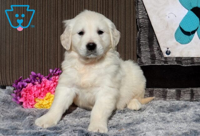 Cream-colored Golden Retriever puppy sitting on a plush gray blanket indoors, looking calmly at the camera, with colorful pink and yellow flowers beside it and a patterned pillow in the background. image