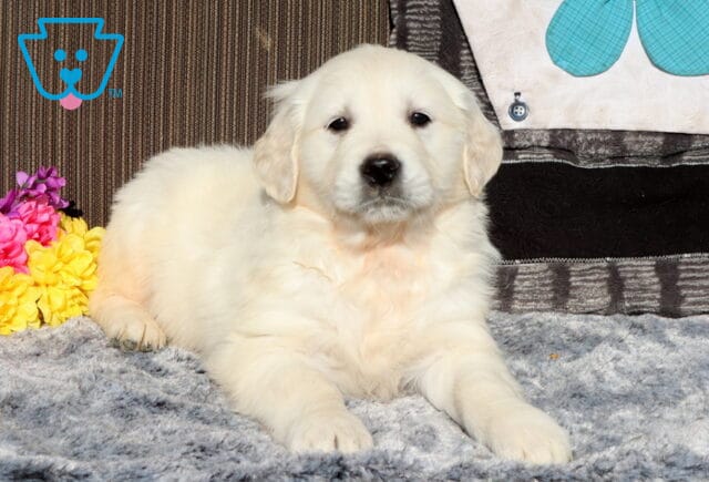 Fluffy light-cream Golden Retriever puppy lying on a soft gray blanket indoors, facing forward with relaxed ears, colorful pink and yellow flowers to the side, and a decorative pillow in the background. image