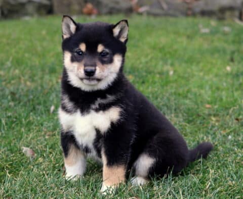 Marble SHiba Inu
