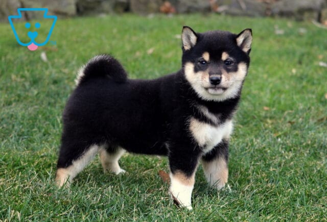 Black and tan Shiba Inu puppy standing on green grass with curled tail, upright ears, and confident stance in an outdoor setting. image