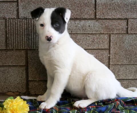 Mario Border Collie Mix
