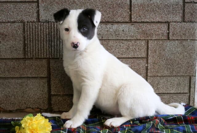 Mario Border Collie Mix image