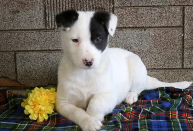 Mario Border Collie Mix2 image