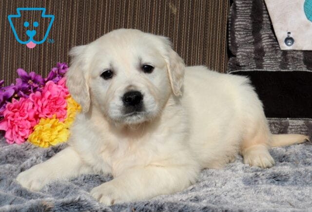 Cream-colored Golden Retriever puppy resting on a plush gray blanket indoors, positioned beside a colorful bouquet of pink, purple, and yellow flowers, looking calmly toward the camera. image