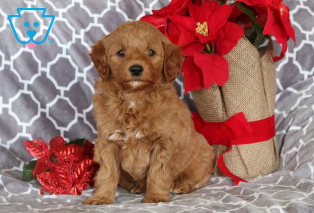 Mini Goldendoodle puppy with a fluffy light-apricot coat sitting upright on a gray geometric blanket, photographed with red poinsettias and burlap holiday décor tied with a red ribbon, looking alert and sweet. image