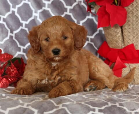 Marley Mini Goldendoodle2