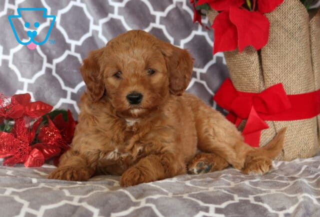 Mini Goldendoodle puppy with a soft apricot-colored wavy coat lying comfortably on a gray patterned blanket, surrounded by red poinsettias and burlap holiday decorations with a red bow, gazing calmly toward the camera. image