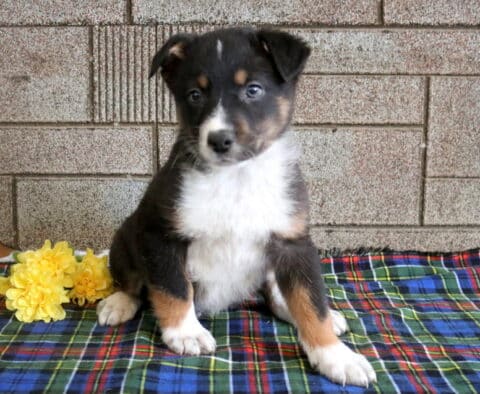 Marty Border Collie Mix