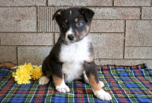 Marty Border Collie Mix image