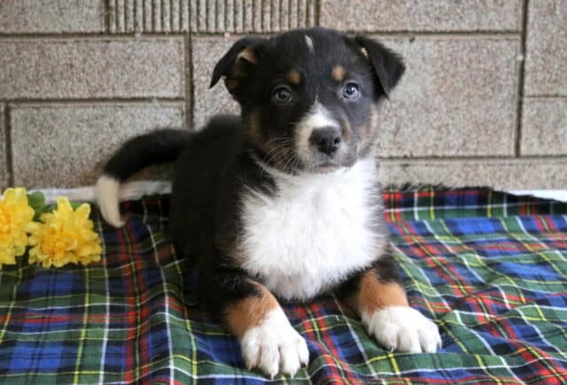Marty Border Collie Mix2 image