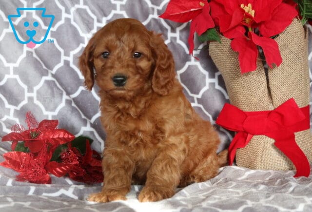 Marty Mini Goldendoodle image